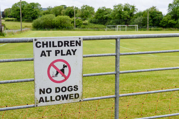 Politicians hear calls for 'mandatory' theory test for prospective dog owners - Vimarsana News