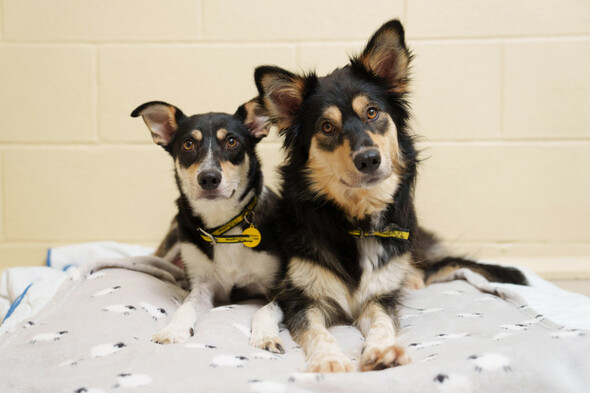 Dogs Trust Ireland sees a stark increase in post-Christmas surrender requests - Vimarsana News