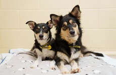 Dogs Trust Ireland sees a stark increase in post-Christmas surrender requests