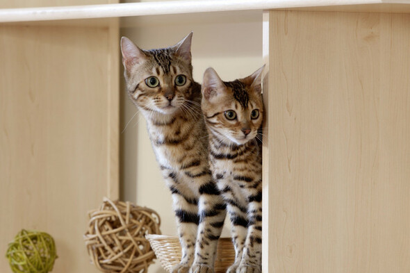 Knock-on Covid supply chain problems leading to nationwide cat vaccine shortage - Vimarsana News