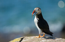 Sitdown Sunday: An Icelandic town's annual mission to rescue baby Puffins