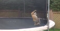 VIDEO: Dog on a trampoline, and bloody loving it