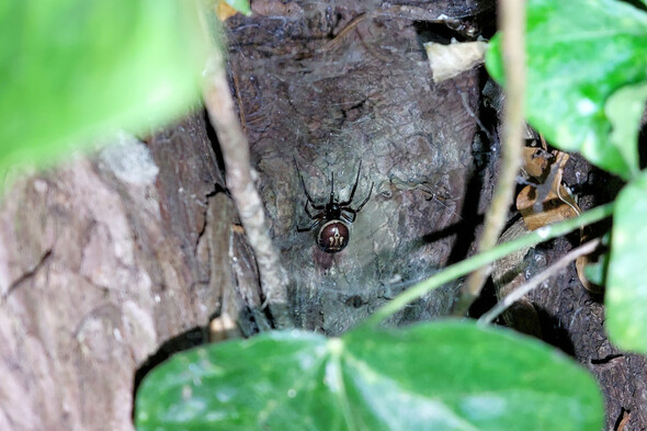 Noble false widow spider preys on pygmy shrew in first recorded case - Vimarsana News