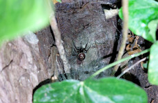 Noble false widow spider preys on pygmy shrew in first recorded case