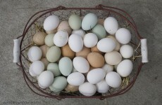 Should eggs be stored in the fridge? The Answer.