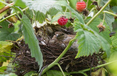 Public reminded not to cut hedges from today to protect nesting birds