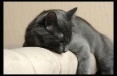 Is 17 hours sleep really enough?