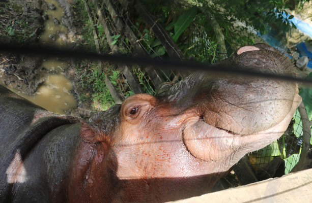 Colombia hopes to remove hippos descended from those once owned by drug lord Pablo Escobar