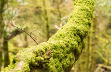 Over half of Ireland’s native plants have declined since the 1950s