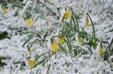 Cold Snaps: Pictures of wintry scenes from across the country as snow blankets Ireland