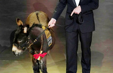 The 'Jenny the Donkey' at the Oscars last night wasn't actually Jenny the Donkey