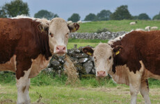 Farmland prices hit highest level since Celtic tiger, according to new annual report