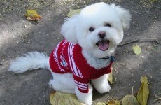Slideshow: Christmas jumpers for pets