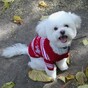 Slideshow: Christmas jumpers for pets
