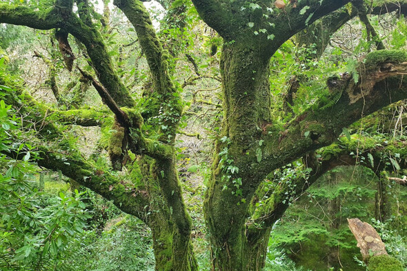 Opinion: We have many lost Irish woodlands - let's document, cherish and protect them - Vimarsana News