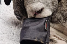 Man charged after dog found partially buried alive in Derry
