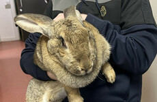 DSPCA issues appeal for owner to come forward after giant rabbit found