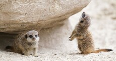 Meet Dublin Zoo's latest additions: Meerkat Pups