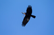 Two men receive criminal convictions related to the killing of rooks