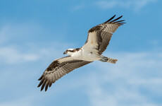 Osprey birds expected to be reintroduced to Irish skies this summer
