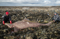 Rare shark washes up on Co Wexford shore, in what’s believed to be first in Ireland
