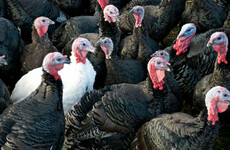 HSE urges public to avoid handling 'sick and dead birds' due to risk posed by bird flu