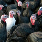 HSE urges public to avoid handling 'sick and dead birds' due to risk posed by bird flu