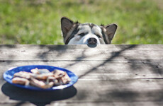 Charity warns dog owners about toxins in chocolate, hot-cross buns and daffodils