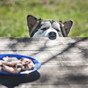 Charity warns dog owners about toxins in chocolate, hot-cross buns and daffodils