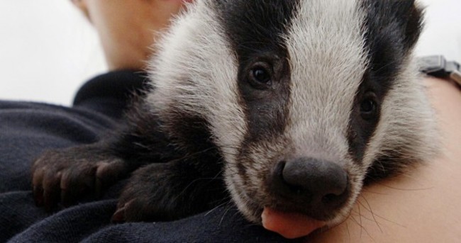 It's Friday so here's a slideshow of badgers from around the world