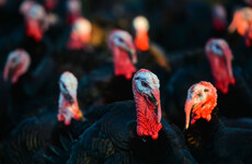 Ban to stop the spread of bird flu to poultry will be lifted next week with no cases in 5 weeks