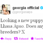 Tweet Sweeper: Georgia Salpa is looking for a new puppy