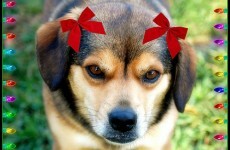 Would somebody please think of the... dog?
