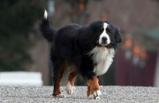 Bród, beloved dog of President Michael D. Higgins, dies aged 11