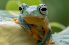 Quiz: How much do you know about frogs?