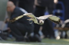 Hawks secure Grand Final berth against Swans