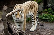 Tiger in New York zoo that mauled man "did nothing wrong"
