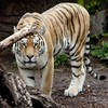 Tiger in New York zoo that mauled man "did nothing wrong"