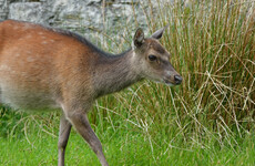 Over 80% believe national deer herd is damaging biodiversity as call for cull grows