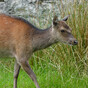Over 80% believe national deer herd is damaging biodiversity as call for cull grows