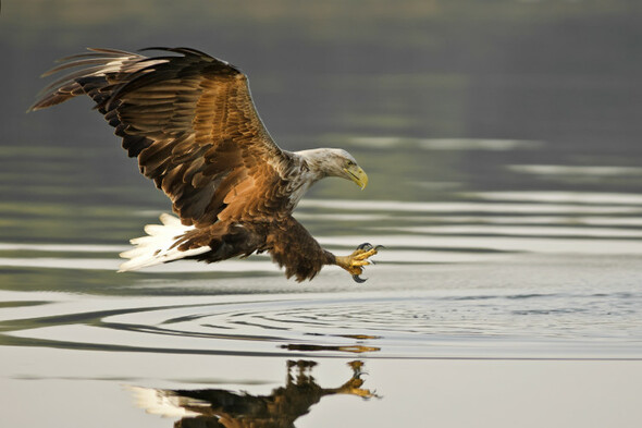 PSNI investigating after two native eagles found dead in Co Antrim - Vimarsana News