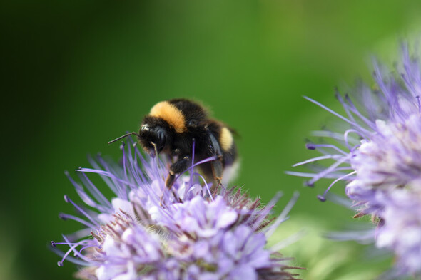 Biodiversity: The Bee Guy shares some home truths about saving the bees - Vimarsana News