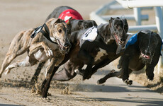 Dogs seized as greyhound allegedly 'found being eaten by wildlife' near trainer's yard