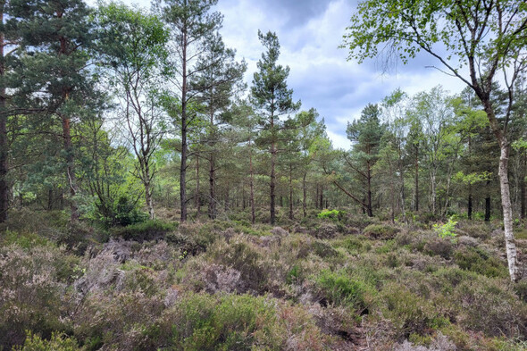 Green MEPs 'very' concerned by opposition to plan for restoring nature and rewetting Irish bogs - Vimarsana News