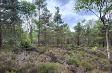 Green MEPs 'very' concerned by opposition to plan for restoring nature and rewetting Irish bogs