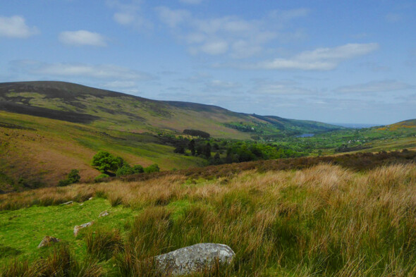 Degraded land in Dublin mountains to be restored under new biodiversity project - Vimarsana News