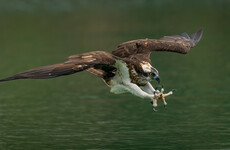 150 years after they became extinct in Ireland, ospreys to be reintroduced this summer