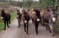 20 donkeys found abandoned in Galway field in 'shocking case of neglect'