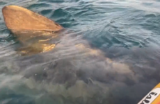 Basking shark swims under kayak in ‘surreal’ experience off coast of west Cork
