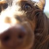 Unleashed dogs 'pose threat to animal welfare'